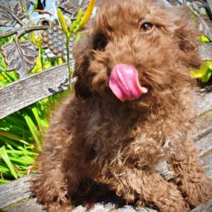 MUFFIN - HavaPoo Female
