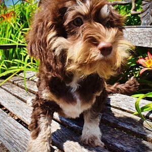ROXY - HavaPoo Female
