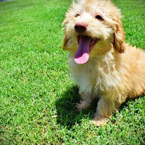 SCOOBIE - HavaPoo Male