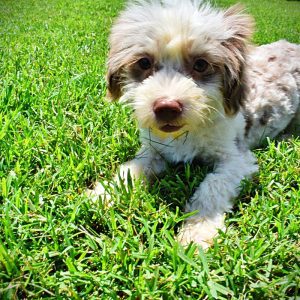 SCOOTER - HavaPoo Male