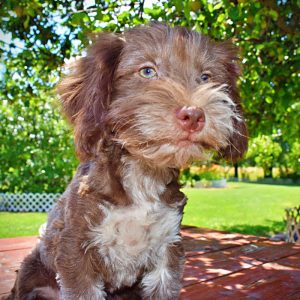 SWEETIE - Havapoo Female