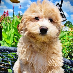 WAGS - HavaPoo Male