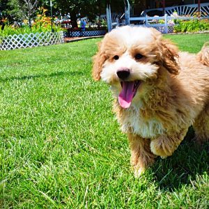 WHISKY - HavaPoo Male