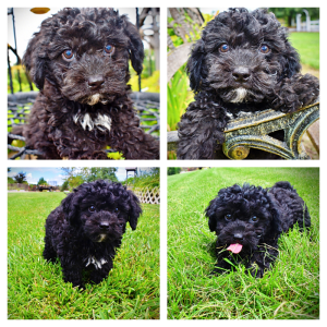 YOLLIE - HavaPoo Male