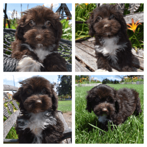 ABBIE - HavaPoo Female