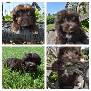ANNIE-HavaPoo Female