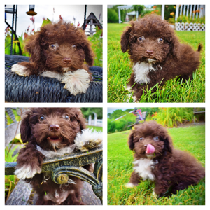 BENSON - Havapoo Male