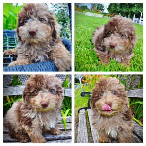 BENTLEY - HavaPoo Male