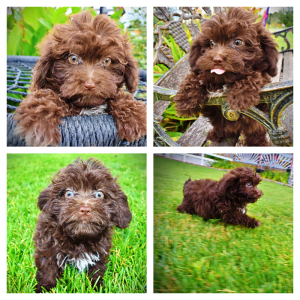 BESSIE - HavaPoo Female