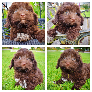 BOOMER - HavaPoo Male