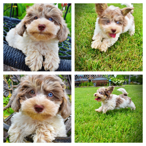 DAISY - HavaPoo Female