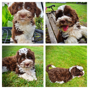 DASHER - Havapoo Male