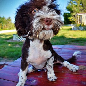 DASHER - Havapoo Male