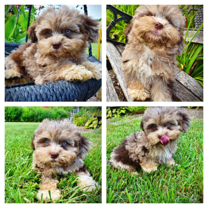 DIXIE - HavaPoo Female