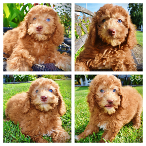 GINGER - HavaPoo Female