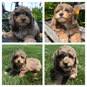 ZOEY - HavaPoo Female