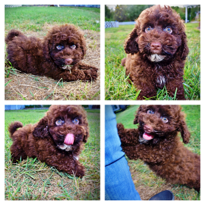 PRINCE - HavaPoo Male