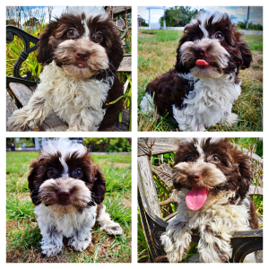 ROSIE - HavaPoo Female
