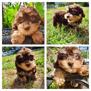 TEDDY - HavaPoo Male