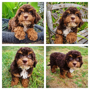 TIGGER - HavaPoo Male