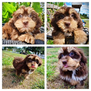 TOOTSIE - HavaPoo Female