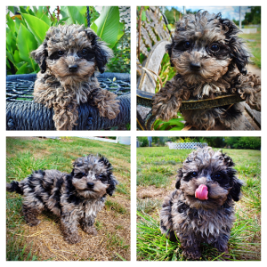 TRUFFLES - HavaPoo Female