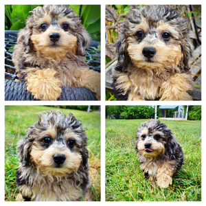 TIGGER - HavaPoo Male