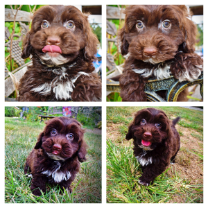 VIXEN - HavaPoo Female