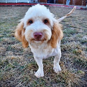 RANGER - HavaPoo Male