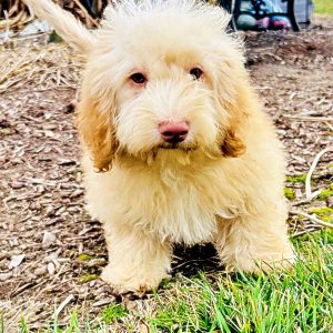 RANGER - HavaPoo Male