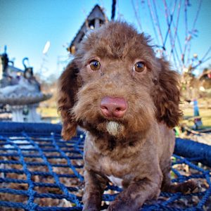 SCOOBY - HavaPoo - Male