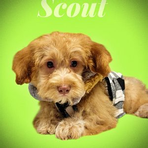SCOUT - HavaPoo Male