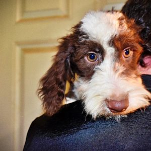 SIMBA - HavaPoo Male