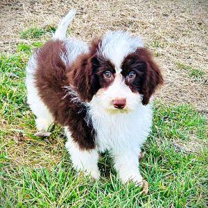 SIMBA - HavaPoo Male