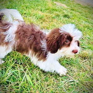 SIMON - HavaPoo Male