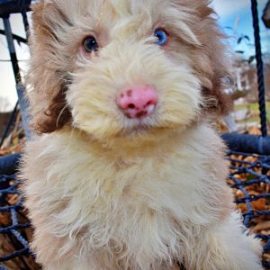 WEBSTER - HavaPoo Male