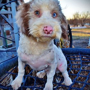 WEBSTER - HavaPoo Male