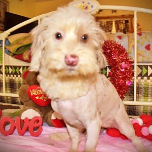 WIGGLES - HavaPoo Female