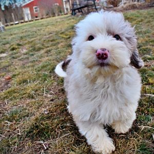 WIGGLES - HavaPoo Female