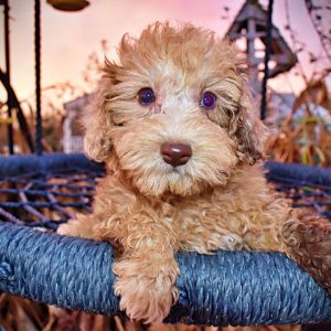 YUMMY - HavaPoo Female