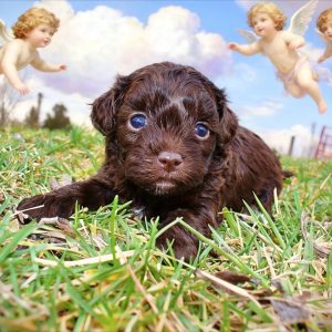 Lollipop - Female - HavaPoo