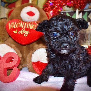 KISSY - Very Small Toy Poodle Female
