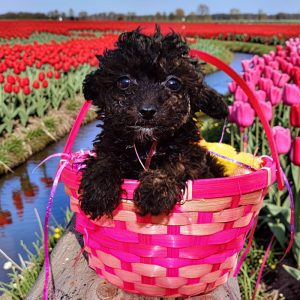 KISSY - Very Small Toy Poodle Female