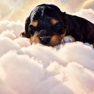 Lady - Female - HavaPoo