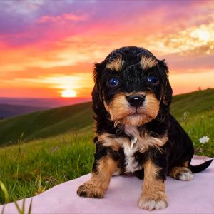 Lady - Female - HavaPoo