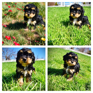 Lady - Female - HavaPoo