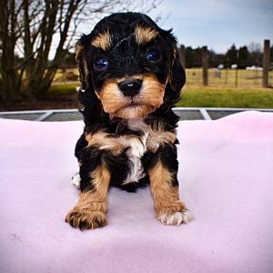 Lady - Female - HavaPoo