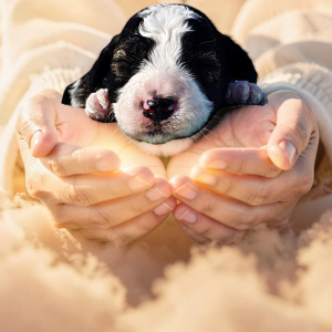 Legend - Male - HavaPoo