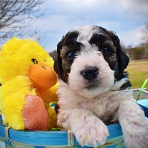 Legend - Male - HavaPoo