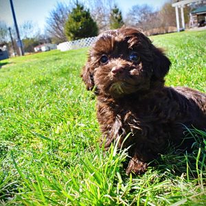 Lollipop - Female - HavaPoo